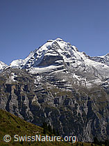 F006697: Schwarzmönch, Silberhorn, Jungfrau und Rottal