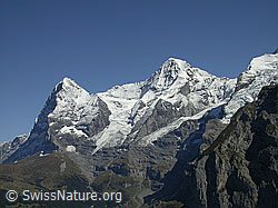 F006720: Eiger, Mönch, Gletscherzunge Guggigletscher