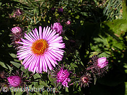 F007313: Neuenglische Aster