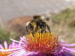 Hellgelbe Erdhummel (Bombus lucorum) an Besenheide (Calluna vulgaris)