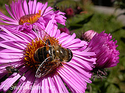 Mistbiene (Eristalis tenax)