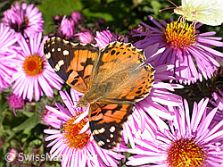 Neuenglische Aster, Blüte