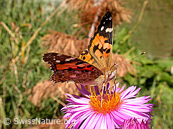 F007328: Distelfalter (Cynthia cardui)