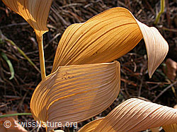 F007496: Herbstliche Blätter des Echten Salomonssiegel (Polygonatum odoratum)