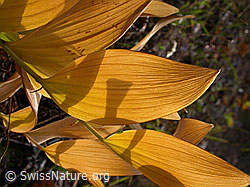 F007498: Blätter des Echten Salomonssiegel (Polygonatum odoratum)