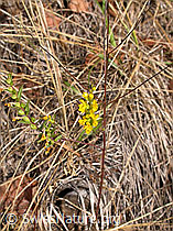 Gelber Zahntrost (Odontites luteus) (-, F007503)