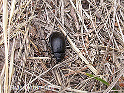 F007519: Rainfarn-Blattkäfer (Galeruca tanaceti)