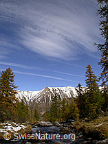F007619: Mässerbach mit herbstlichem Lärchenwald