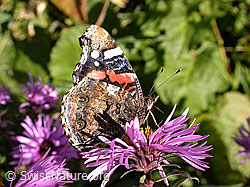 Foto: Admiral (Vanessa atalanta) auf neuenglischer Aster (Aster novae-angliae)