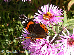 Foto: Admiral (Vanessa atalanta) auf neuenglischer Aster (Aster novae-angliae)