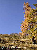 Foto: Herbstfarbene Lärche und Kleines Fülhorn