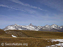 F008473: Grasbewachsene Hochebene, Finsteraarhorn