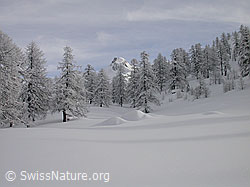 Foto: Wald und Berg in unberührter Winterlandschaft