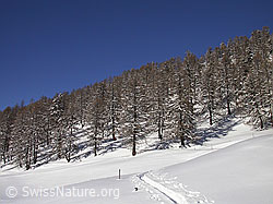 F009119: Lärchenwald und Skispur an einem Wintertag