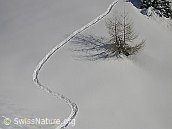 F009122: Wildspur im Neuschnee vorbei an kleiner Lärche
