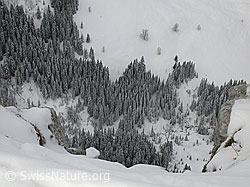 F009289: Sieben Hengste: Tiefblick auf Bergwald und Winterlandschaft