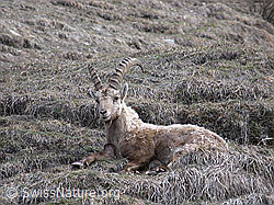 Foto: Steinbock, liegend