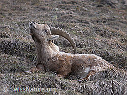 Foto: Steinbock, liegend