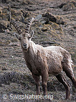 Foto: Steinbock, stehend