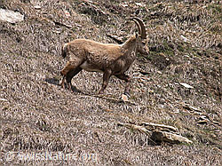 Foto: Steinbock, stehend