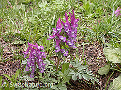 F009971: Festknolliger Lerchensporn (Corydalis solida)