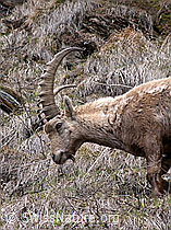 Foto: Porträt Steinbock