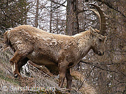 Foto: Steinbock, Nahaufnahme