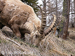 Foto: Steinbock, Gras fressend