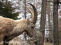 Foto: Porträt Steinbock