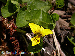 F010078: Blüte und Blätter des gelben Bergveilchens (Viola biflora)
