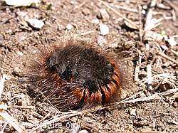 Foto: Raupe des Brombeerspinner