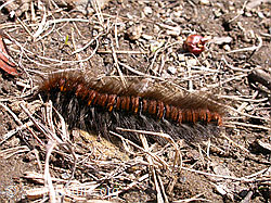 Foto: Raupe des Brombeerspinner