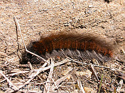 Foto: Raupe des Brombeerspinner
