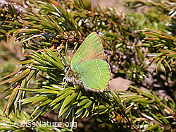 Foto: Brombeerzipfelfalter (Callophrys rubi)