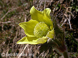 F010394: Schwefelanemonen, Blüte