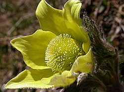 F010395: Nahaufnahme einer Schwefelanemone