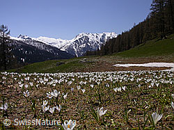 F010405: Krokusse auf Eggerebode und Berglandschaft