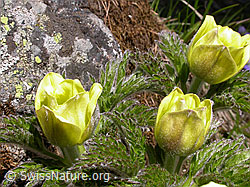 F010420: Drei Schwefelanemonen