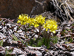 F010459: Immergrünes Felsenblümchen, Blüten
