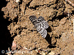F010480: Unbekannter Schmetterling