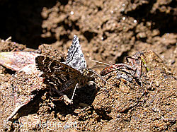 F010484: Unbekannter Schmetterling