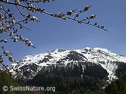 F010486: Blühender Zweig eines Kirchbaums und Schinhorn mit Schnee