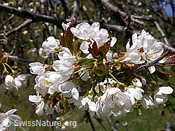 F010553: Blüte des Kirschbaums (Süsskirsche)