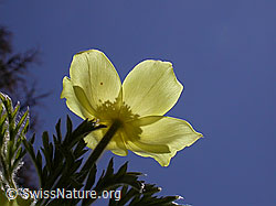 F010602: Schwefelanemone mit blauem Himmel