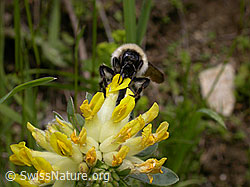 F010611: Berghummel (Bombus mesomelas) an Echtem Wundklee (Anthyllis vulneraria)