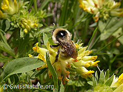F010617: Berghummel (Bombus mesomelas) an Echtem Wundklee (Anthyllis vulneraria)