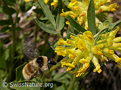 Berghummel (Bombus mesomelas)<br/>Echter Wundklee (Anthyllis vulneraria)