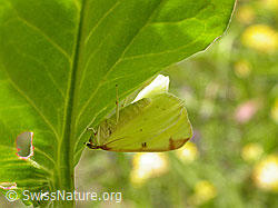 F010623: Gelbspanner (Opisthograptis luteolata)