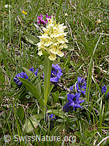 F010657: Gelbes Holunder-Knabenkraut und Enzian
