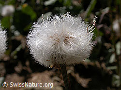 F010746: Huflattich, verblühte Blüte
